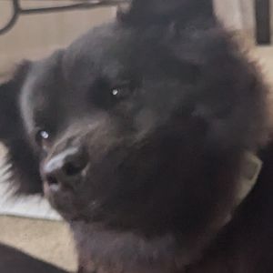 Meet your Posher, Boop